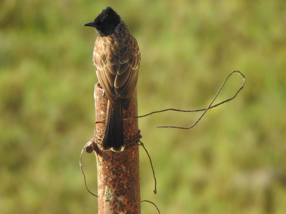 Red-vented Bulbul - ML437338851