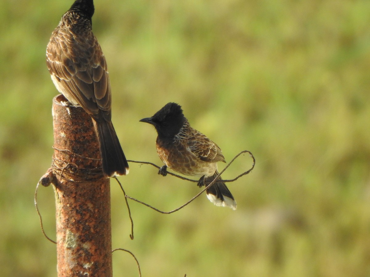 Red-vented Bulbul - ML437338861