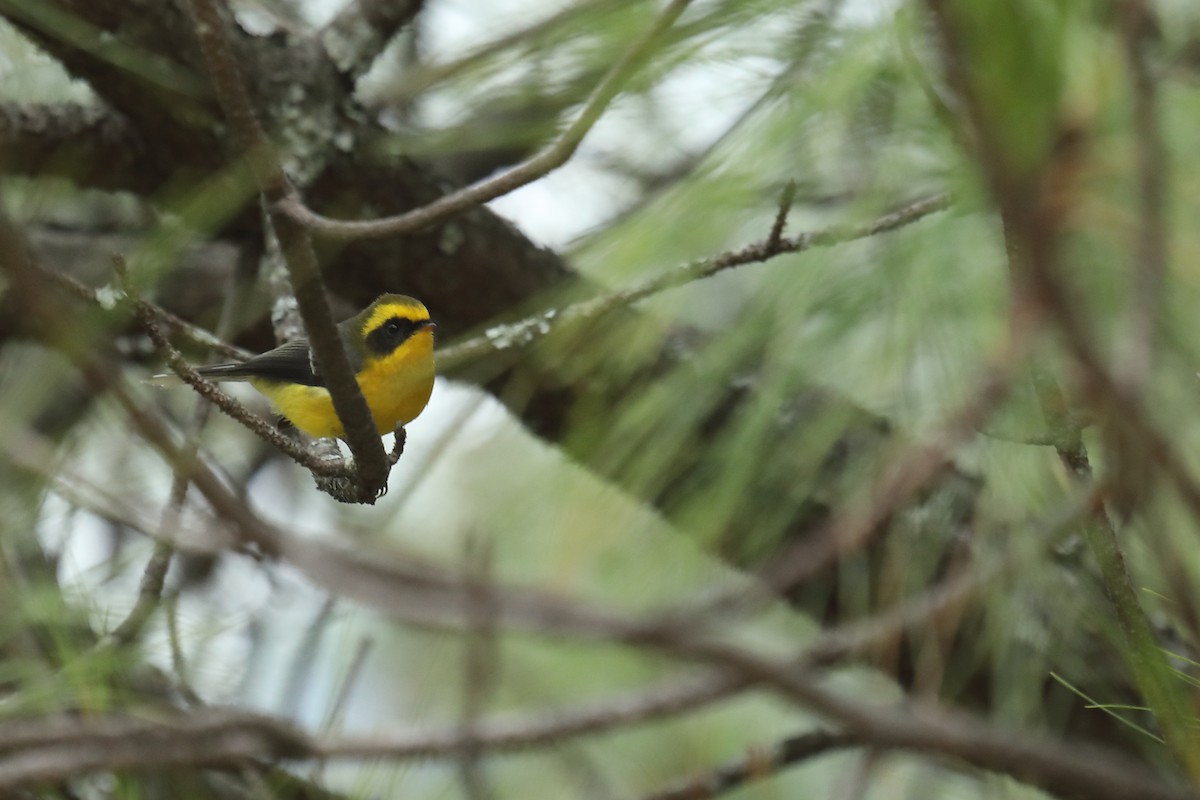 Yellow-bellied Fairy-Fantail - ML437339421