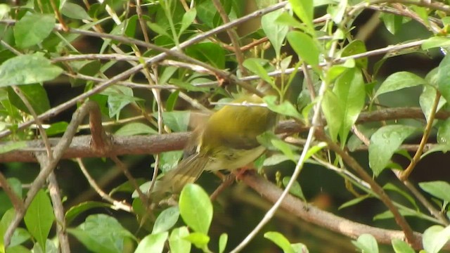 Common Tailorbird - ML437339551