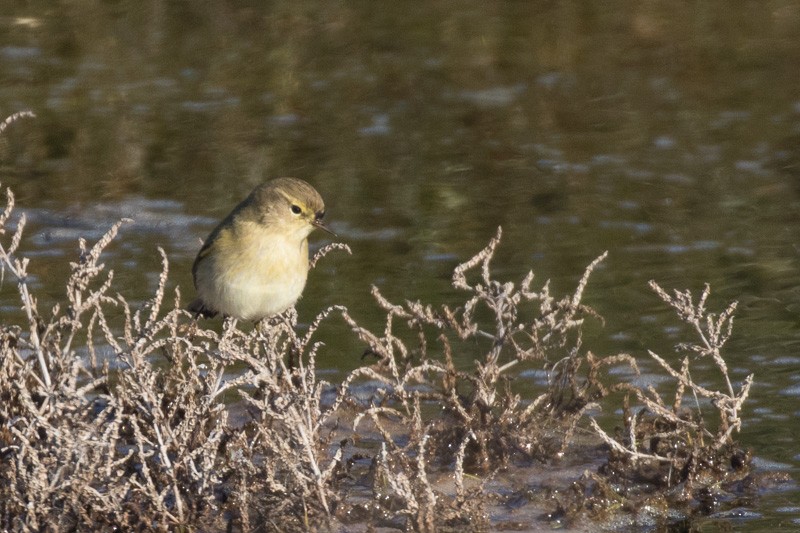 Common Chiffchaff - Luis Rodrigues