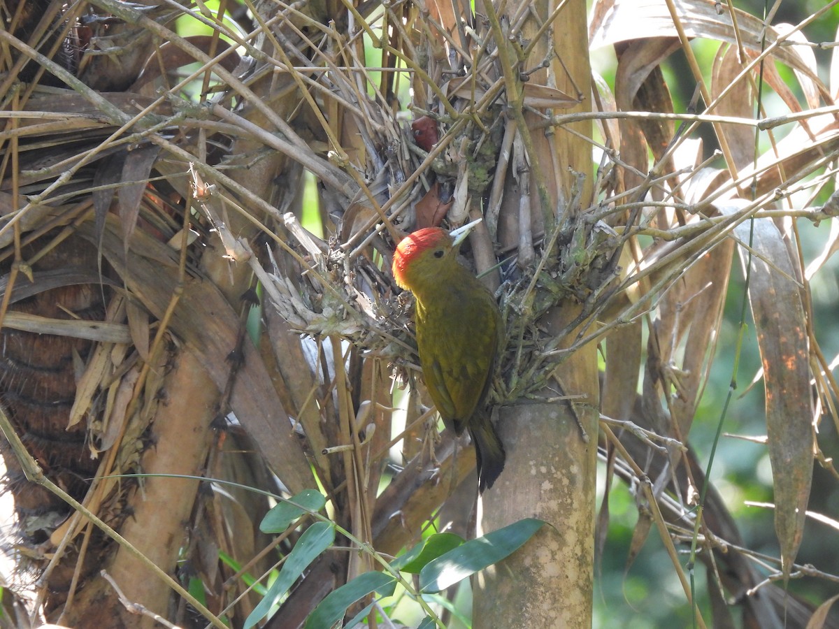 Bamboo Woodpecker - Peter Christiaen