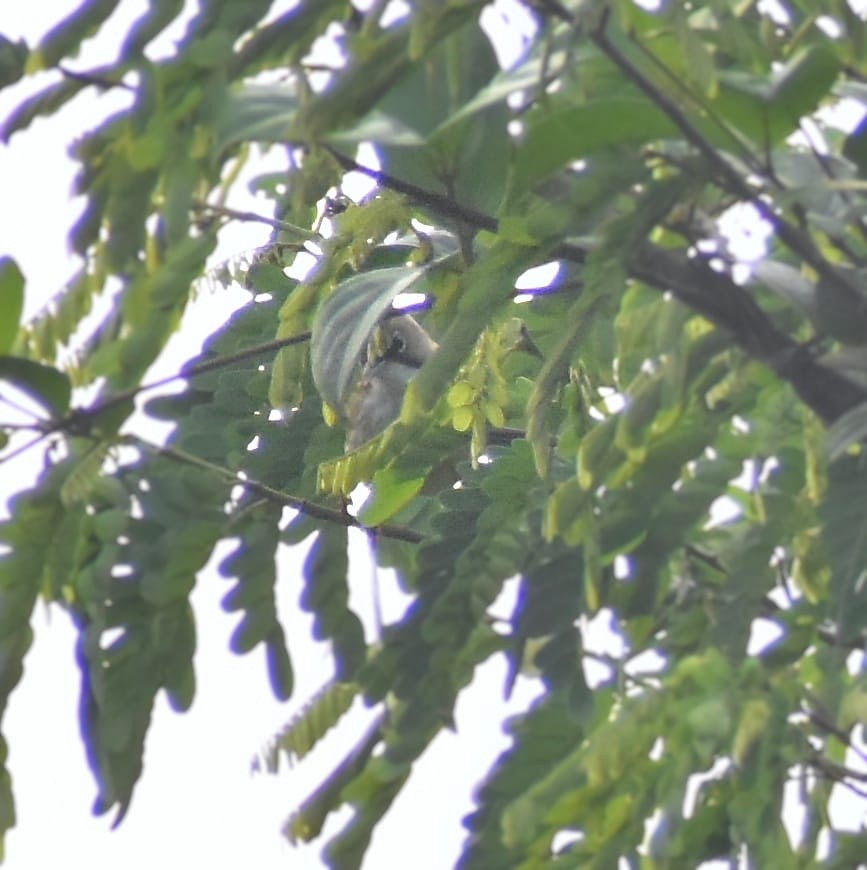 Yuhina Bigotuda - ML437342131