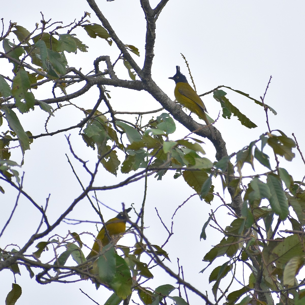 Bulbul Crestinegro - ML437342601