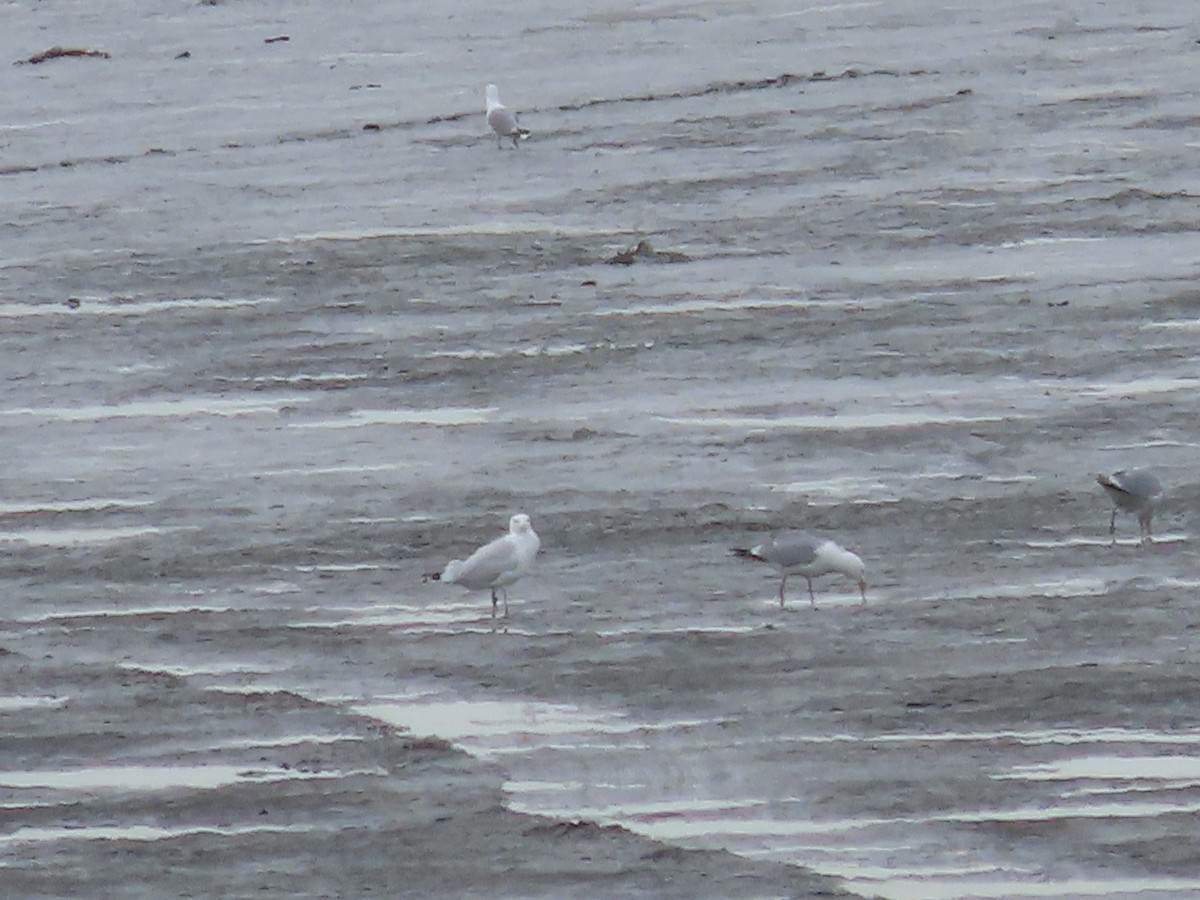 Herring x Glaucous Gull (hybrid) - ML437343041