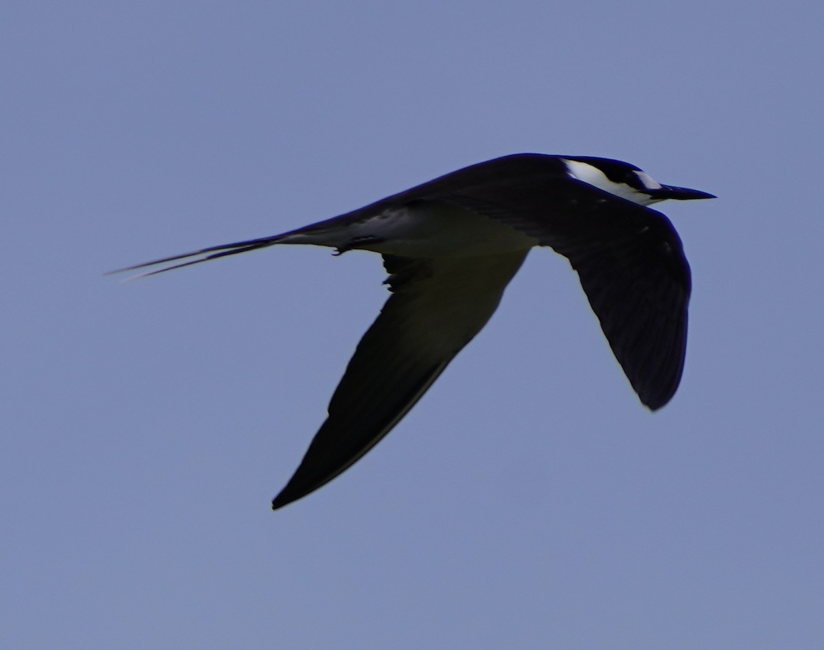 Sooty Tern - ML437343181