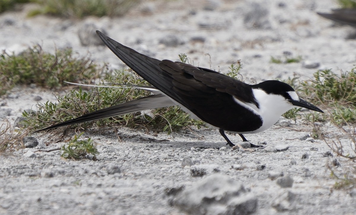 Sooty Tern - ML437343271