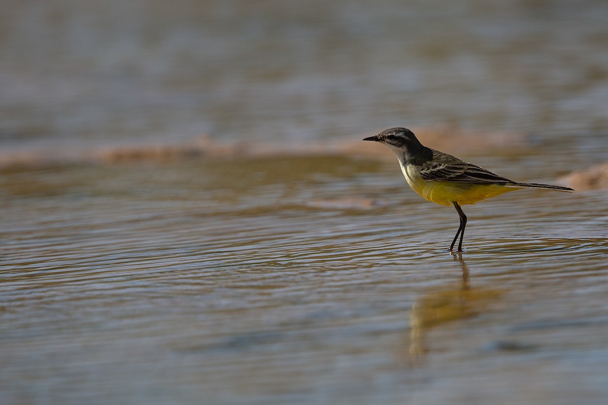 Western Yellow Wagtail - Robert Tizard