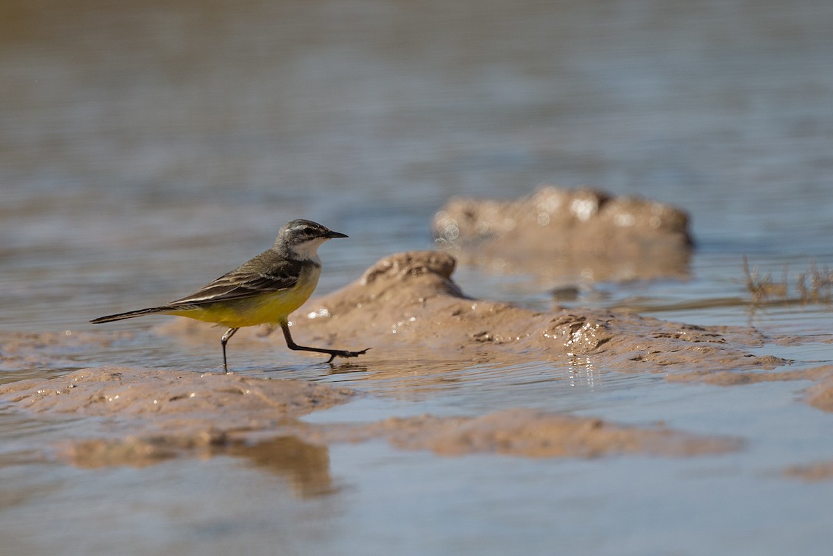 Western Yellow Wagtail - Robert Tizard