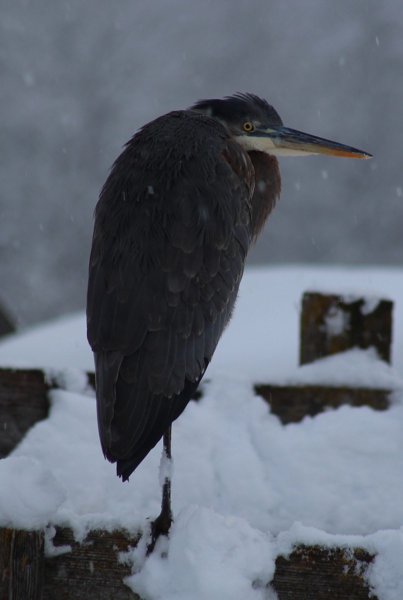 Great Blue Heron - Tonette McEwan