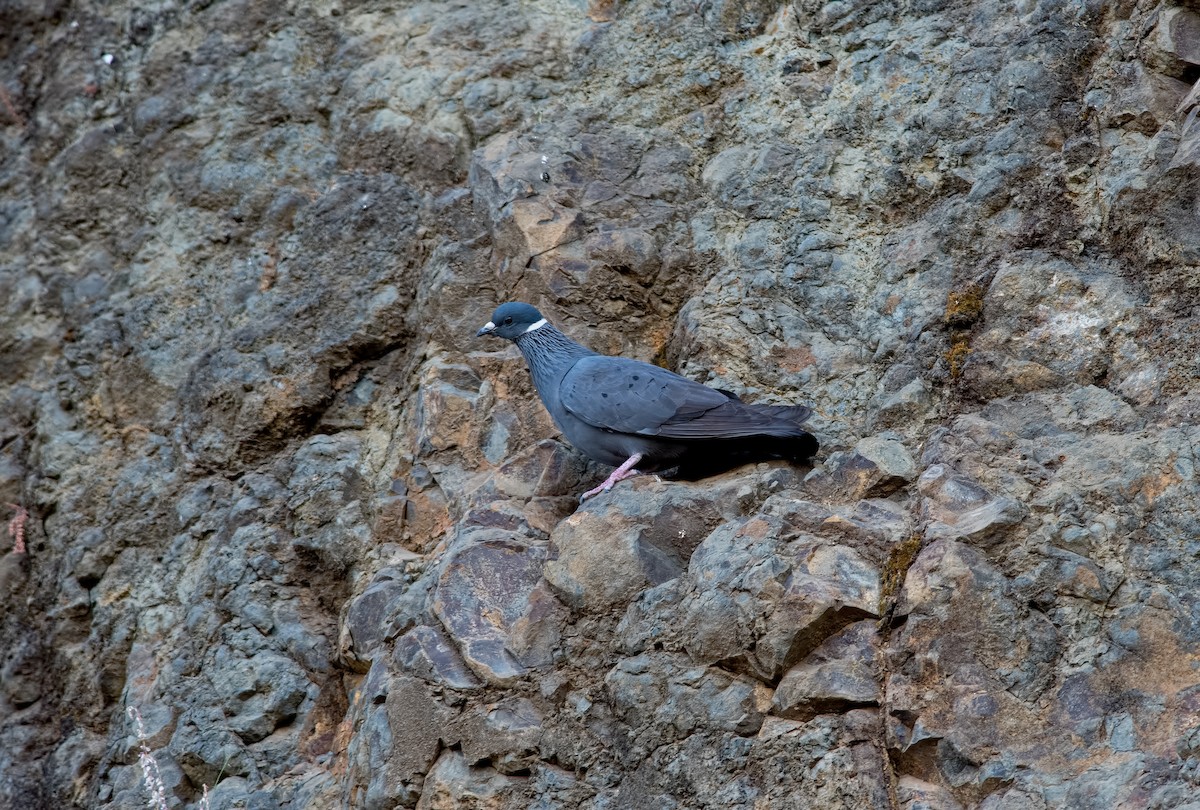 White-collared Pigeon - ML43734681