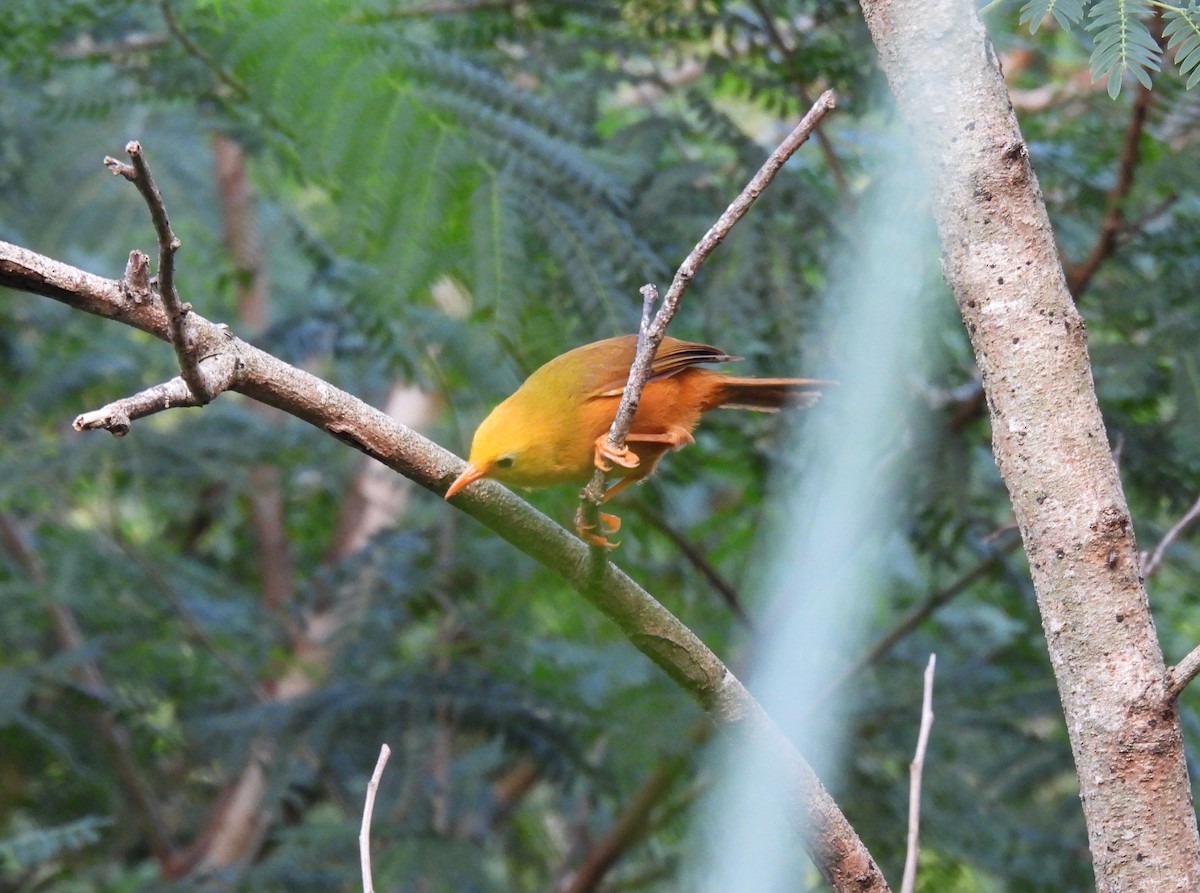 Golden White-eye - ML437347111