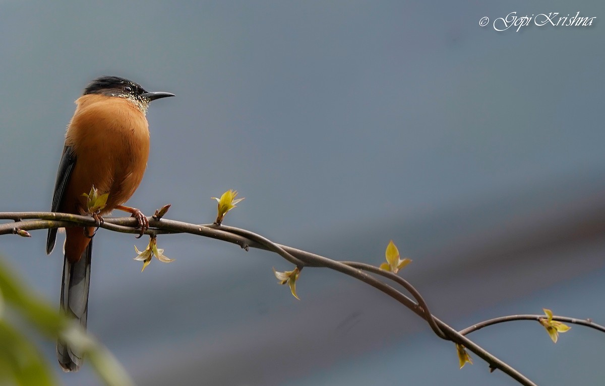 Rufous Sibia - ML437348391