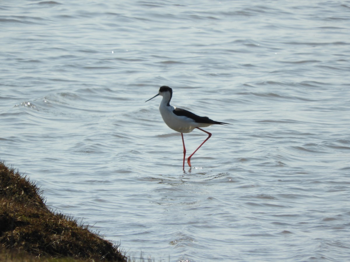 Black-winged Stilt - ML437348891