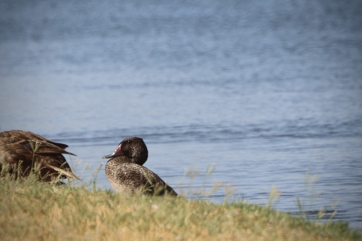 Freckled Duck - ML437352591