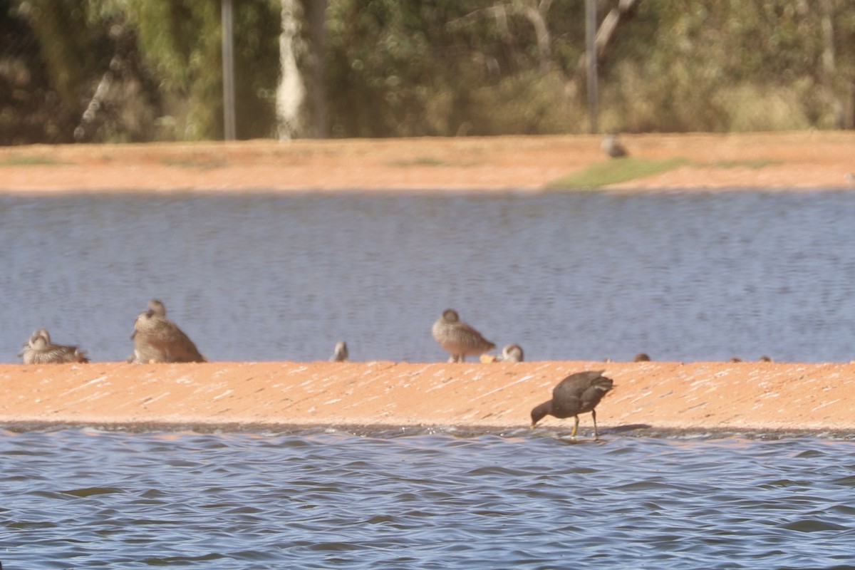 Dusky Moorhen - ML437352771