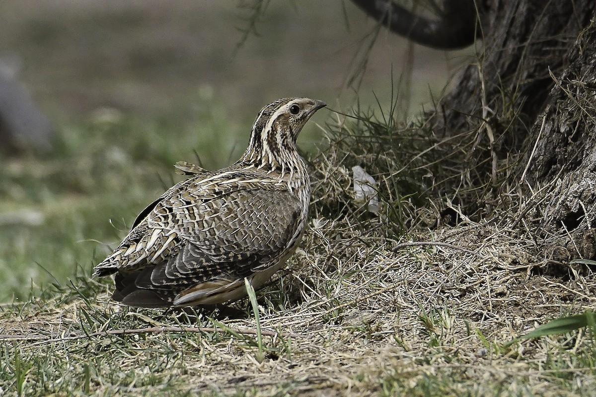 Common Quail - ML437353271