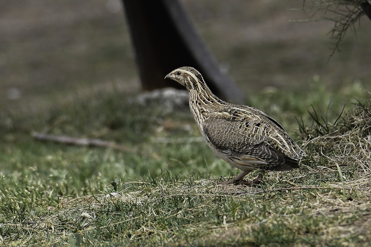 Common Quail - ML437353281