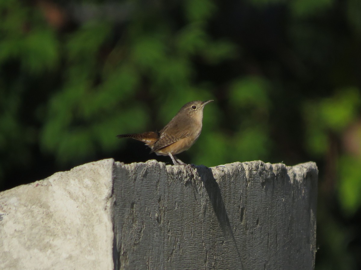 House Wren - ML437354171