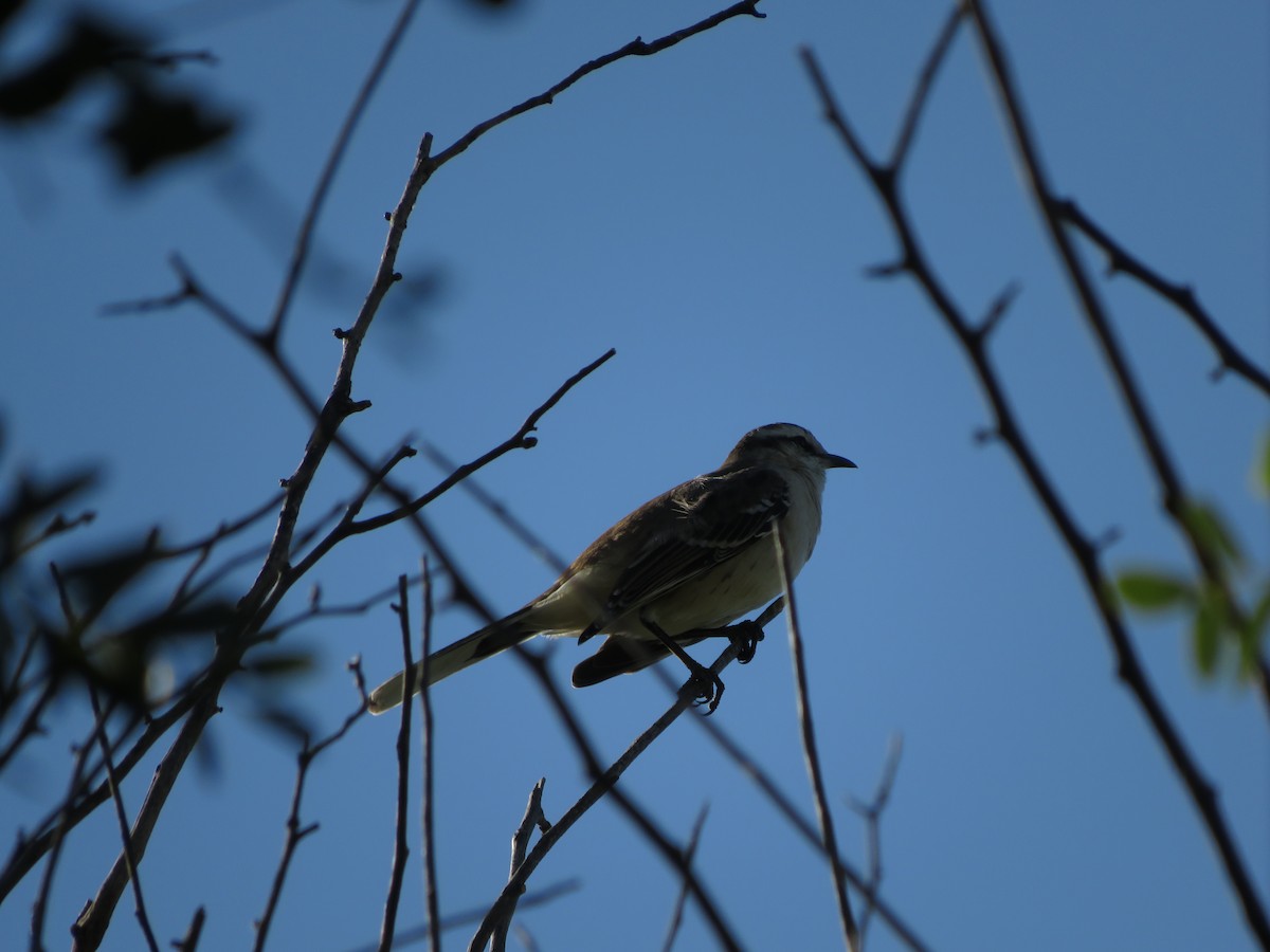 Chalk-browed Mockingbird - ML437354181