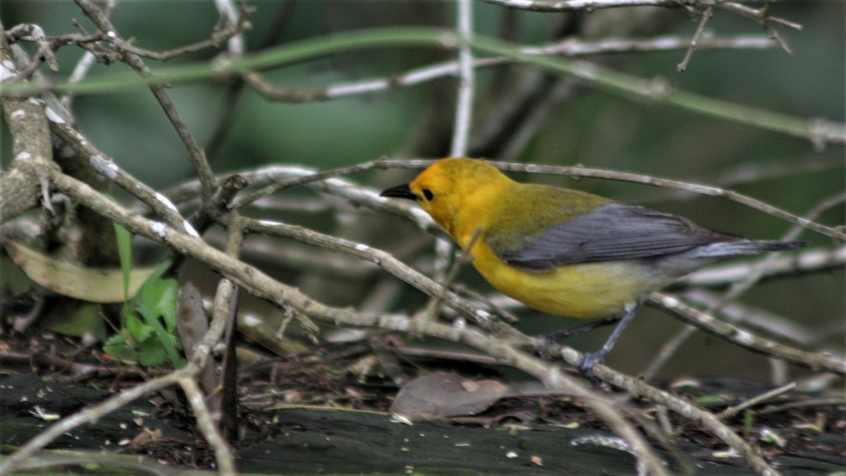 Prothonotary Warbler - ML43735461