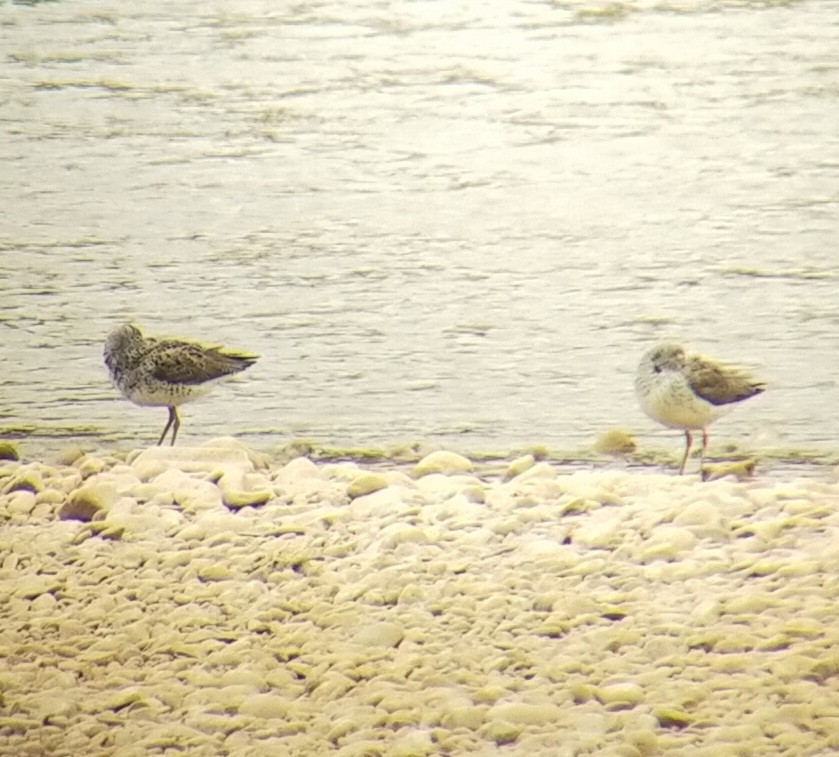 Common Greenshank - ML437354841