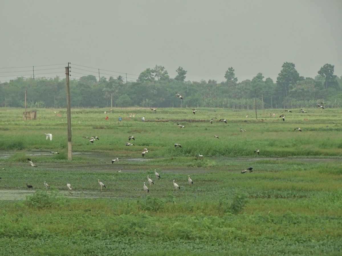 Gray-headed Lapwing - ML437355081