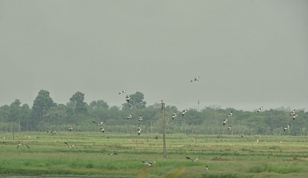 Gray-headed Lapwing - ML437355091