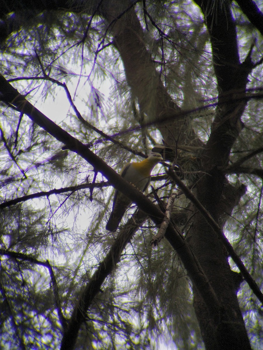 Yellow-footed Green-Pigeon - ML437355211