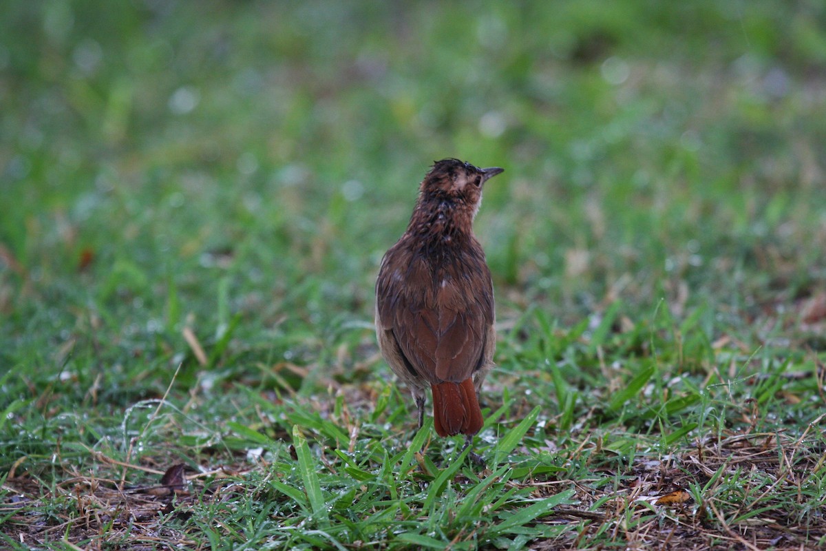 Rufous Hornero - ML437356261