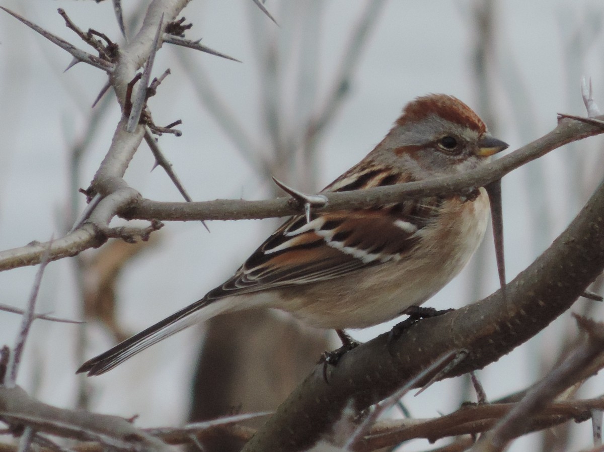American Tree Sparrow - ML43735661
