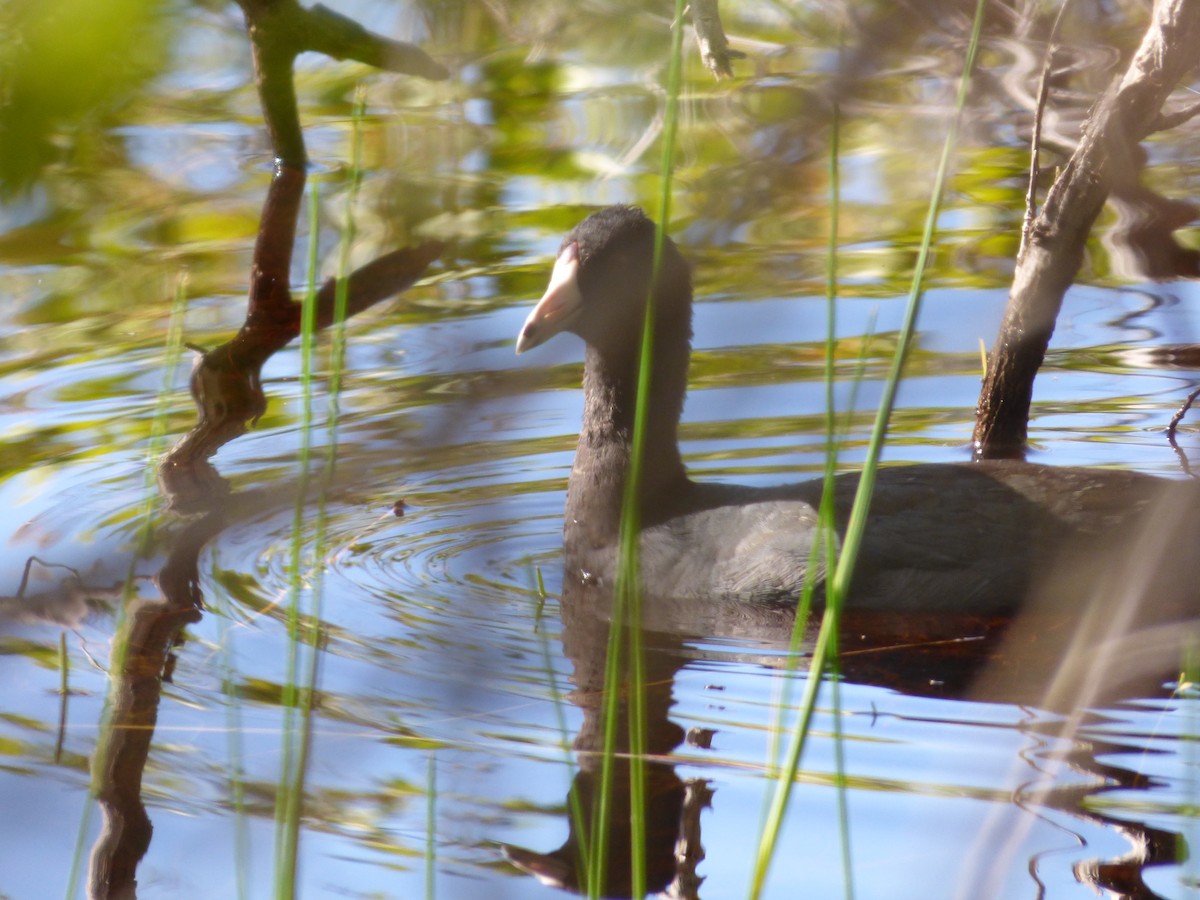 American Coot - ML43735801