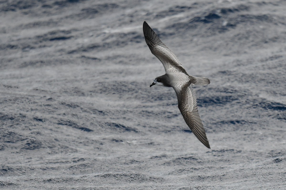 Petrel Aliblanco - ML437359891