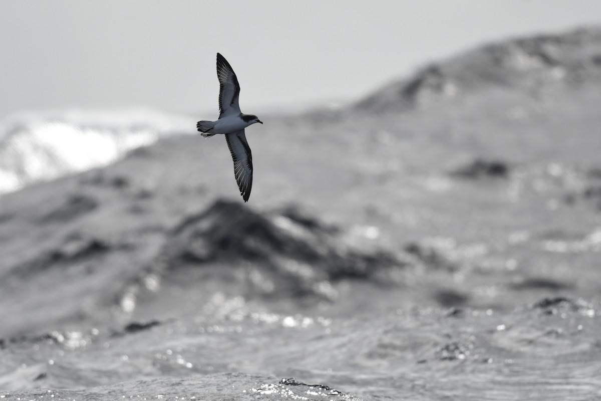 Gould's Petrel - ML437360961