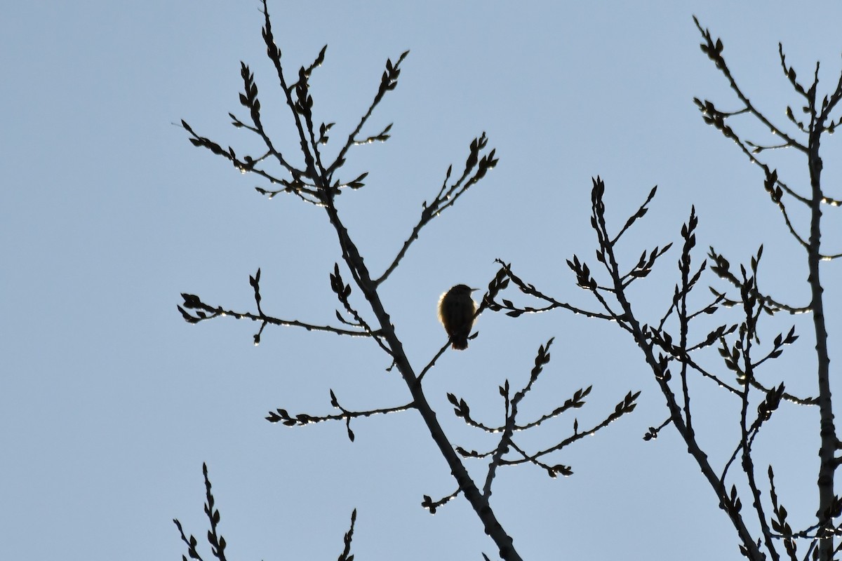 Carolina Wren - ML437363081