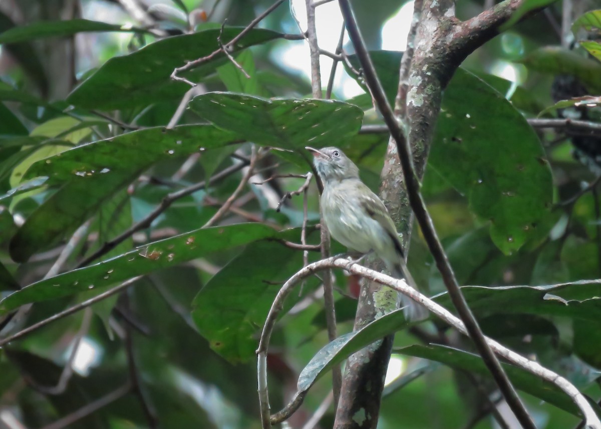 White-eyed Tody-Tyrant - ML437365821