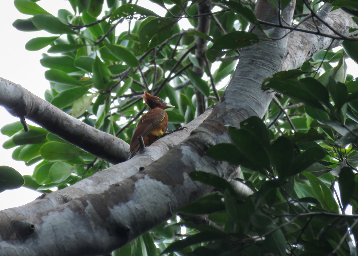 Chestnut Woodpecker - ML437366031