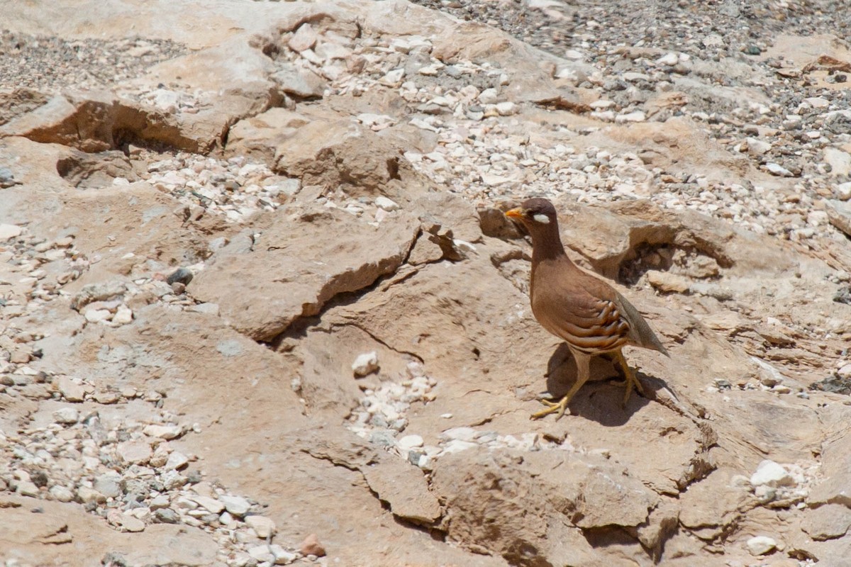 Sand Partridge - ML437366101