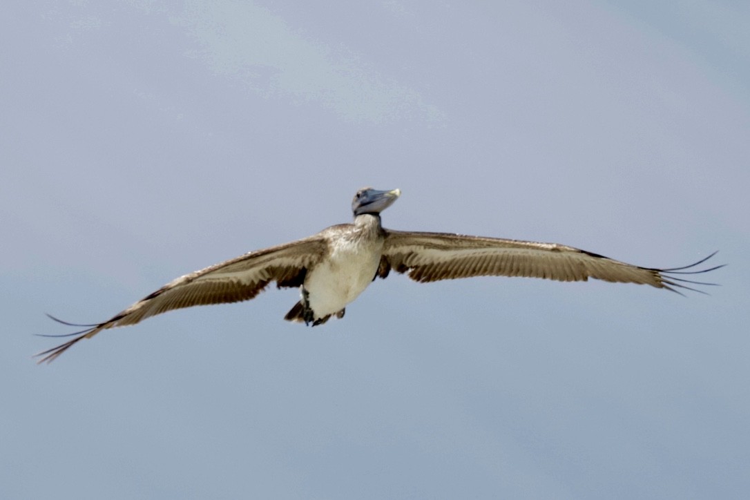 Brown Pelican - ML437366191