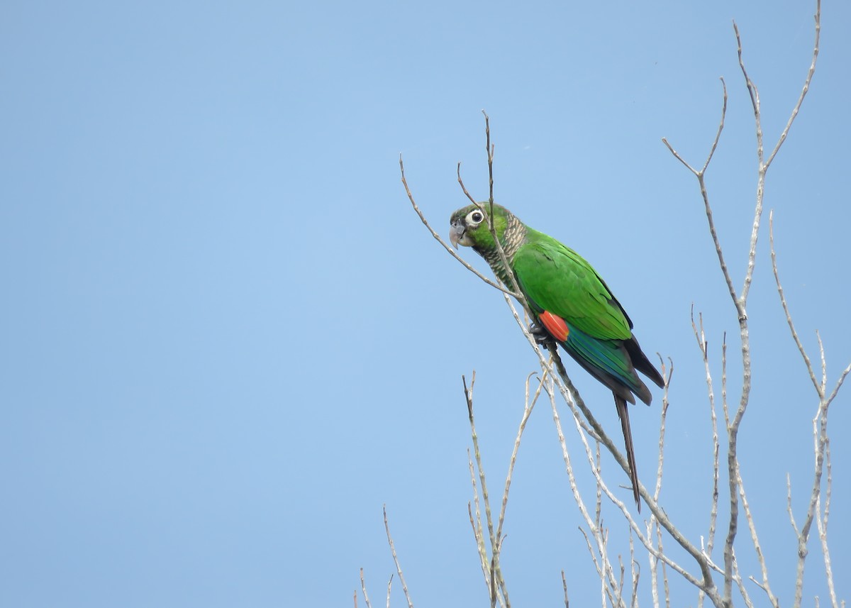 Maroon-tailed Parakeet - Arthur Gomes