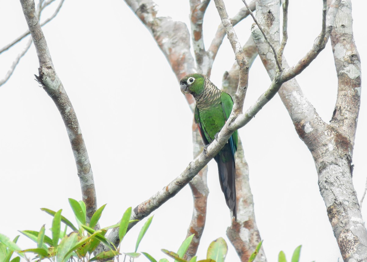 Maroon-tailed Parakeet - Arthur Gomes