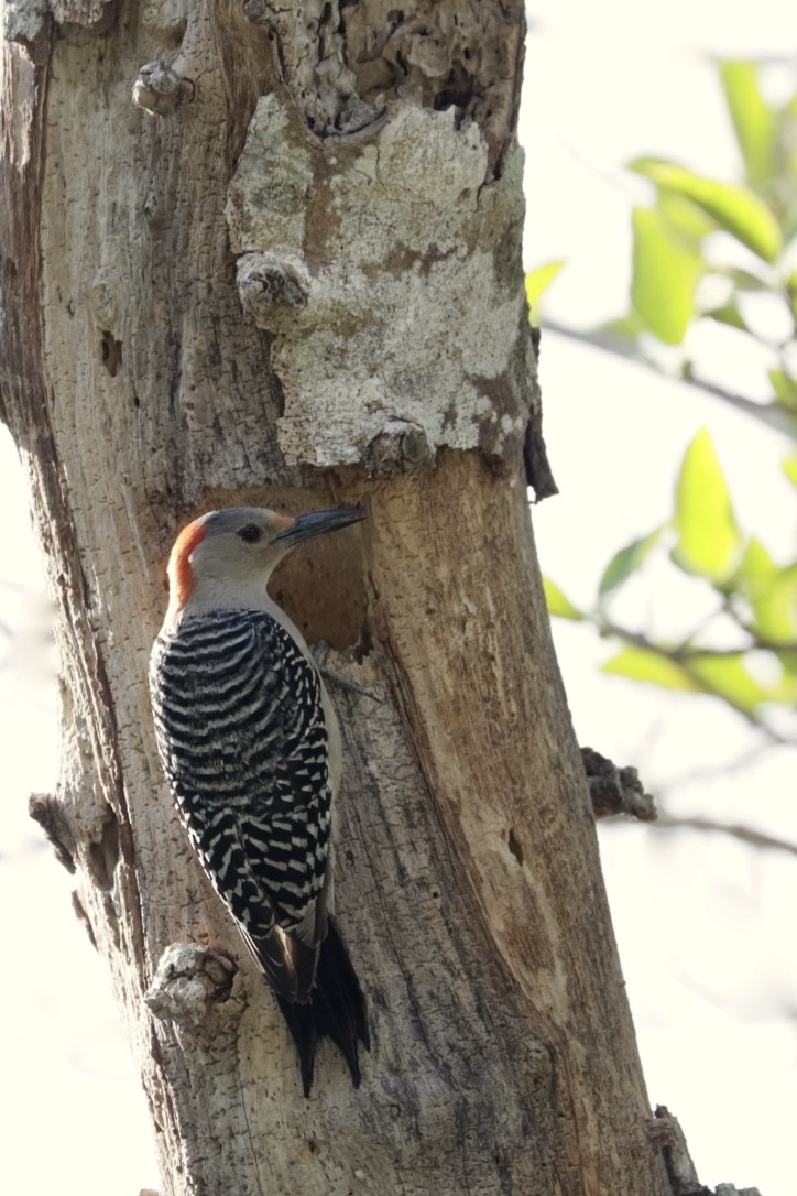 Red-bellied Woodpecker - ML437366681