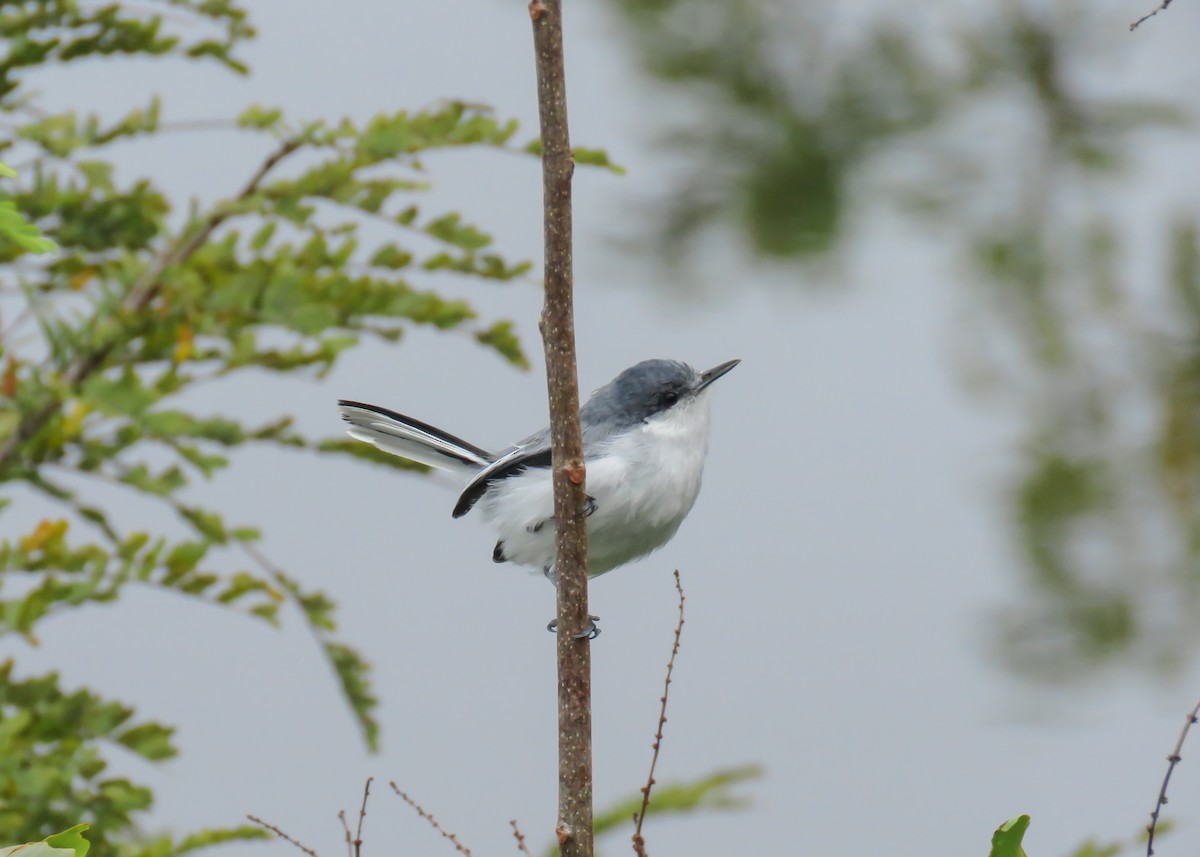 Gobemoucheron tropical (innotata) - ML437367791