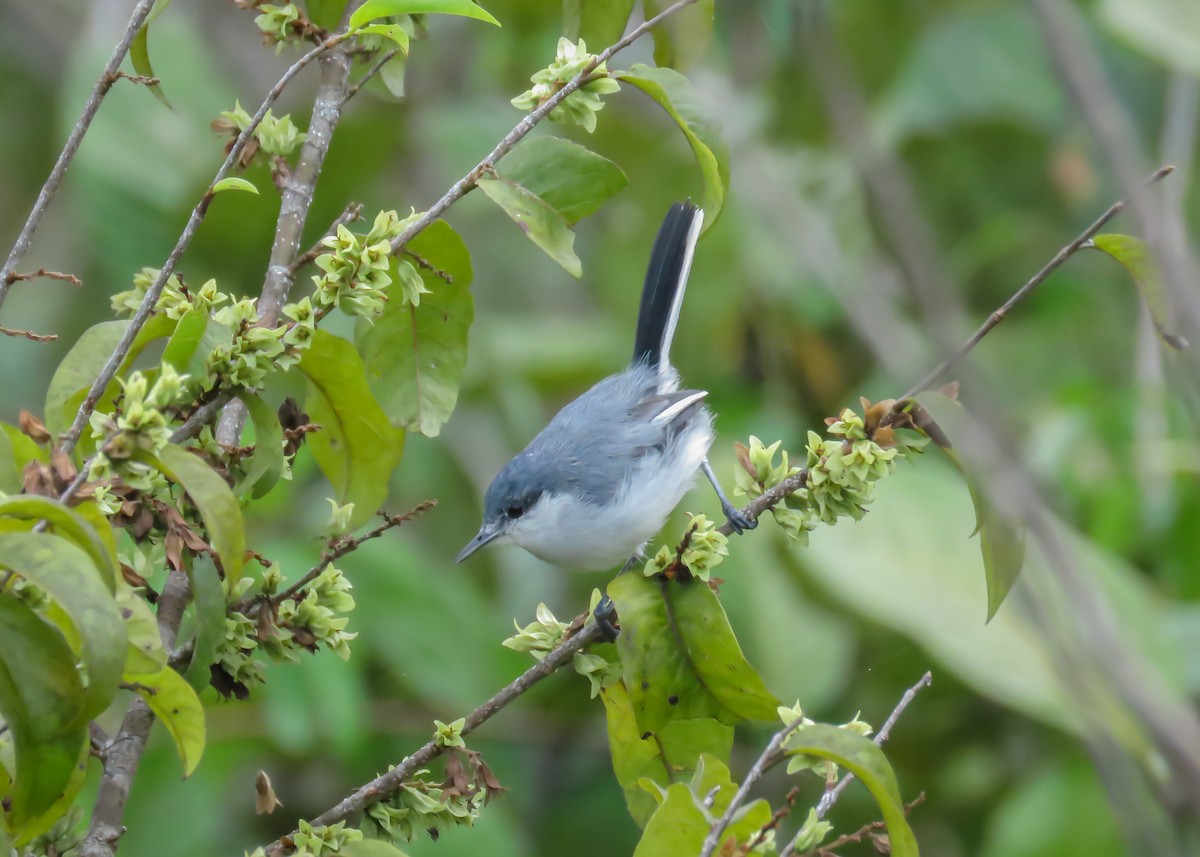 Tropical Gnatcatcher (innotata) - ML437367811