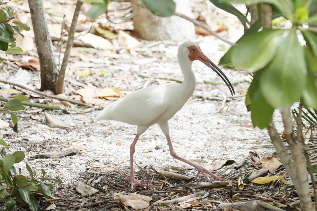 ibis bílý - ML437368031