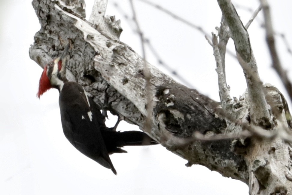 Pileated Woodpecker - ML437368051