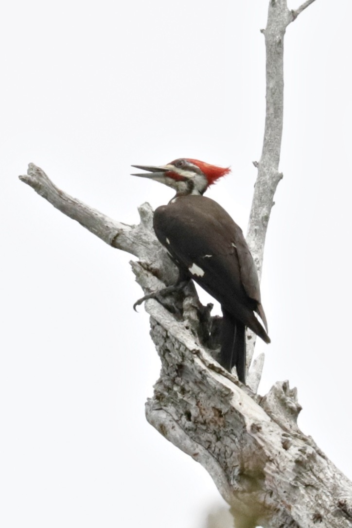 Pileated Woodpecker - ML437368061