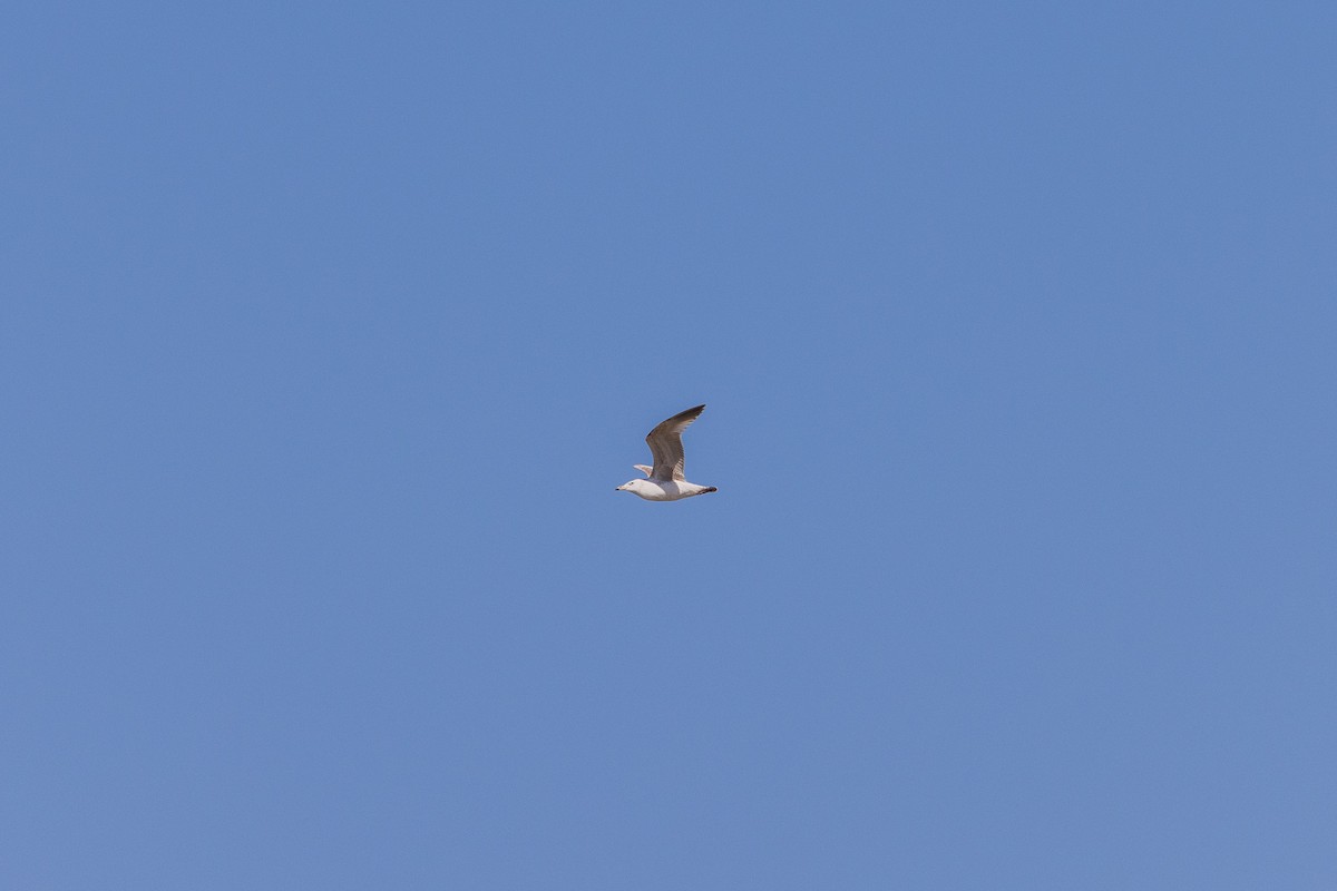 Herring Gull (Mongolian) - ML437368471