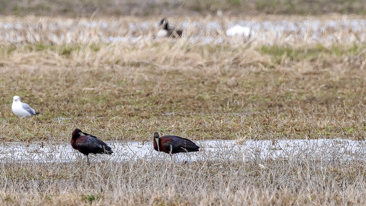 Glossy Ibis - Lucie Gendron