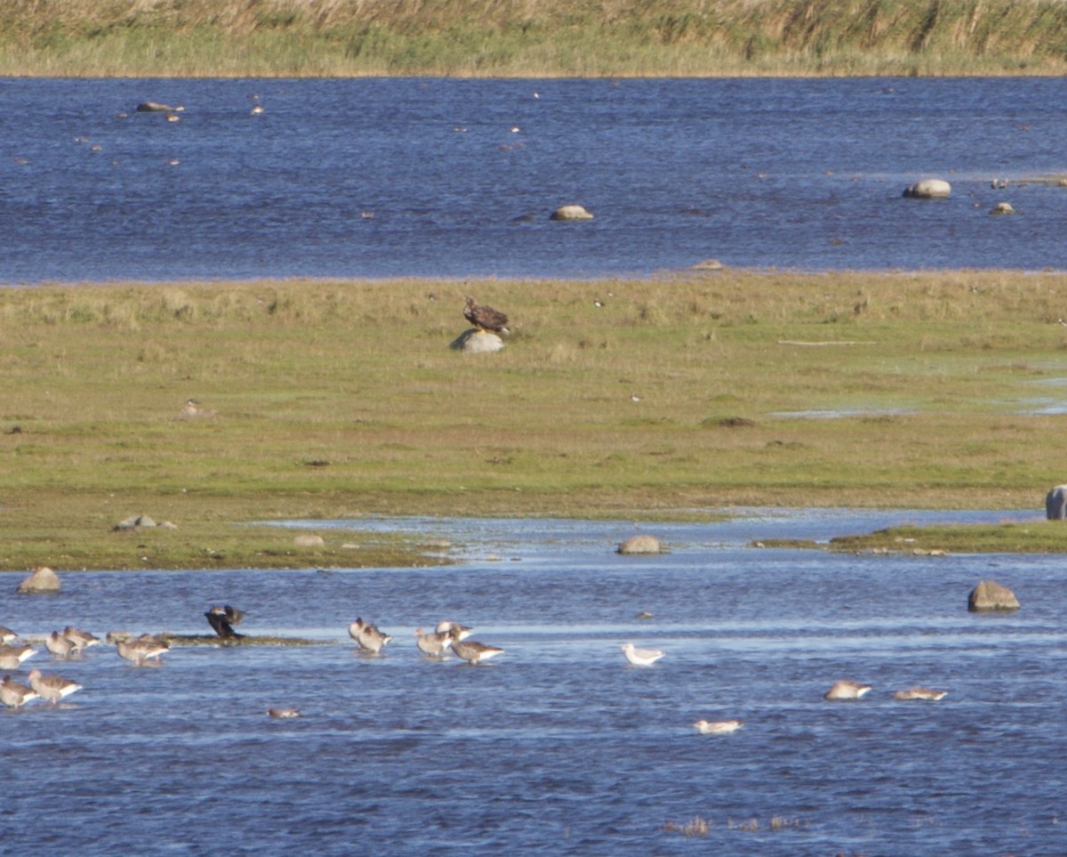 White-tailed Eagle - Mary Lopez